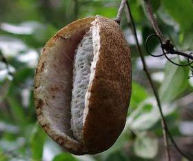 八月瓜怎么没有吃啊视频,揭秘美味背后的故事