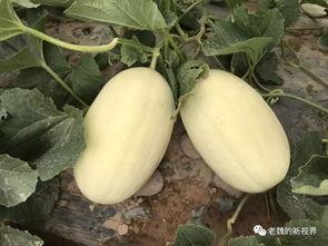 如何去找吃瓜视频,轻松找到热门娱乐资讯的秘籍