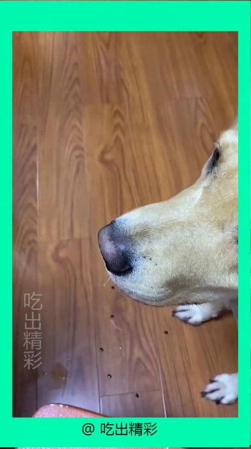 吃瓜小狗特效视频下载,萌宠趣味瞬间，下载收藏必备