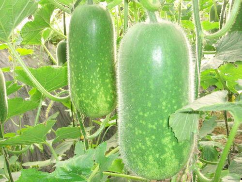 大样哥吃哈密瓜视频大全,视频大全带你领略甜蜜诱惑