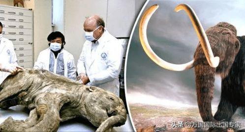 远古真神吃瓜视频,揭秘神秘传说背后的真相