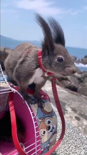 一只松鼠吃瓜的故事视频,一场森林里的欢乐盛宴