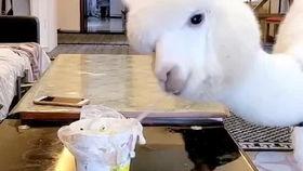 小羊驼吃瓜的视频大全,萌态十足！