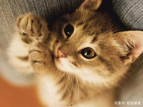 猫吃哈密瓜小猫会死吗视频,猫食后小猫命悬一线