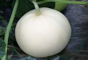 吃梨瓜怎么拍照好看视频,捕捉美味瞬间，教你拍出诱人美照