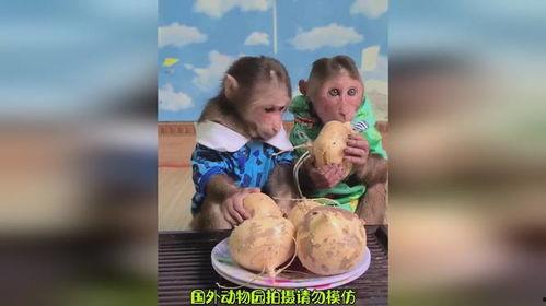 看猴哥吃瓜和小明吃瓜视频,趣味吃瓜大比拼