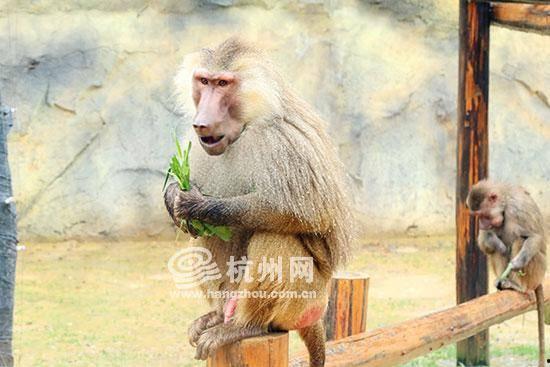 大姐吃瓜像狒狒的视频,狒狒般动作引网友热议